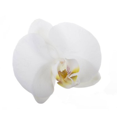 güzel beyaz orkide çiçek, yakın görünümü  