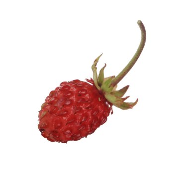 yabani çilek yakın çekim 