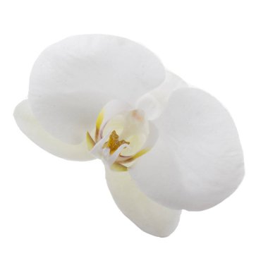 güzel beyaz orkide çiçek, yakın görünümü  