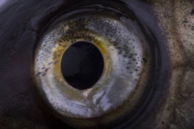 ham çipura beyaz arka plan üzerinde izole, yakın çekim 