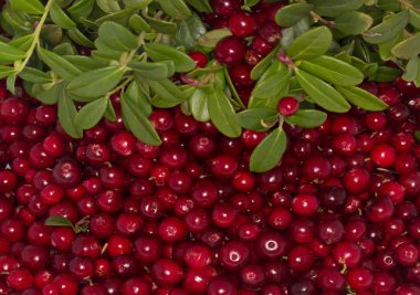 olgun bearberry yakın 