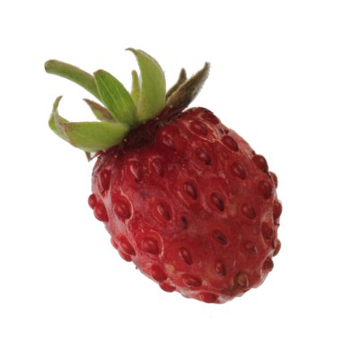 yabani çilek yakın çekim 