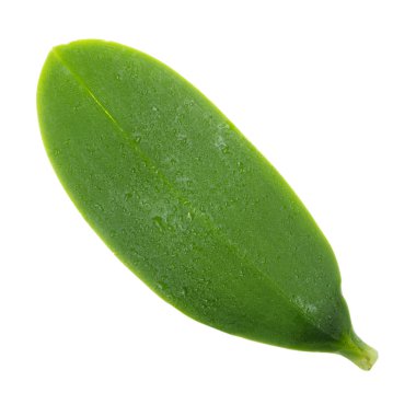 Arka planda yeşil yaprak, yakın