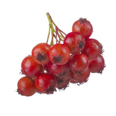 beyaz arka plan üzerinde izole taze alıç dalı, yakın çekim 