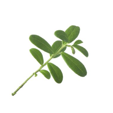 arkaplanda yeşil yapraklar, kapat