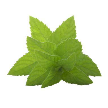 Beyaz arkaplanda izole edilmiş nane yaprakları