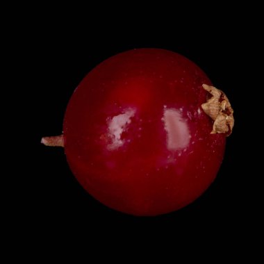 kuş üzümü berry yakın