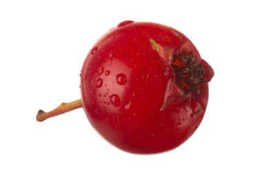 Beyaz arka planda izole alıç berry, yakın çekim 