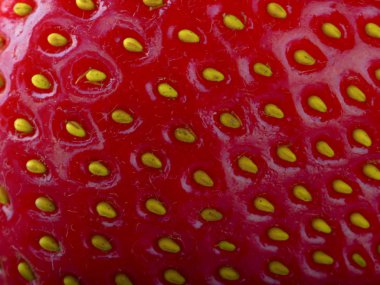 yabani çilek yakın çekim 