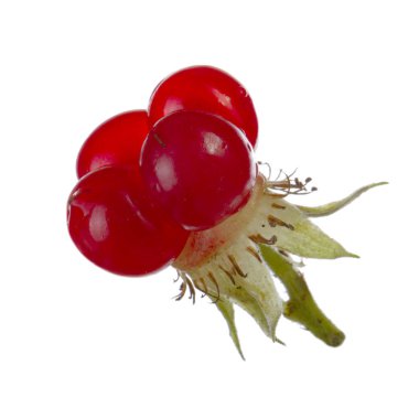 olgun bramble yakın