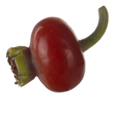 beyaz arka plan üzerinde izole köpek böğürtlen, yakın çekim