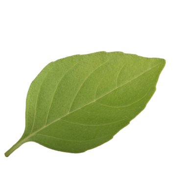 beyaz arka plan üzerinde izole aromatik fesleğen yaprağı, yakın çekim 