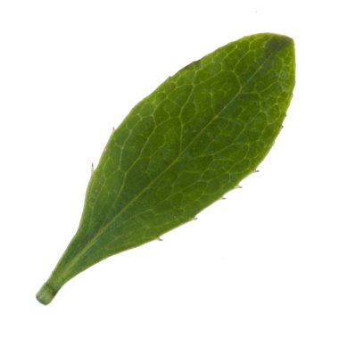 beyaz arka plan üzerinde izole böğürtlen yaprağı, yakın çekim 