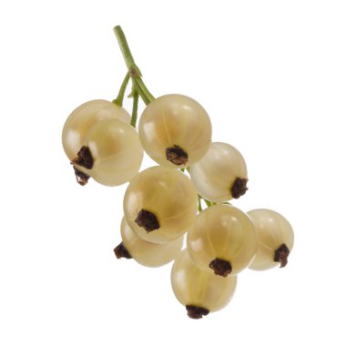 kuş üzümü berry yakın