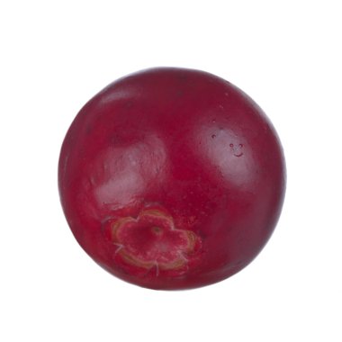 olgun bearberry yakın 