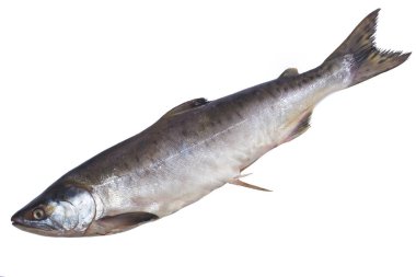 somon balığı yakın çekim 