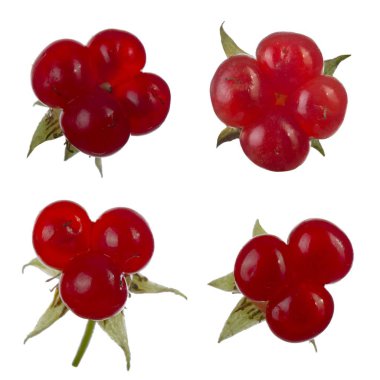 olgun bramble yakın