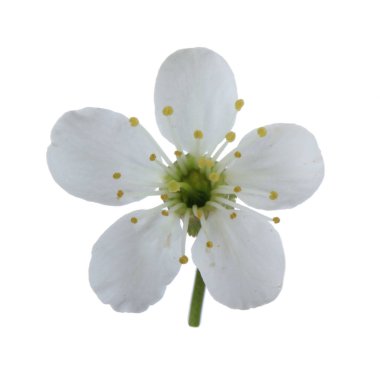 beyaz kiraz çiçeği beyaz arka plan üzerinde izole 