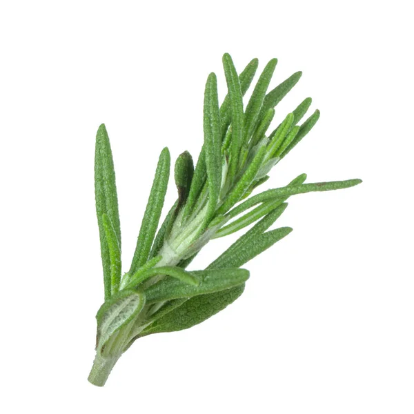 Closeup Rosemary Isolated White Background — Stock Photo, Image