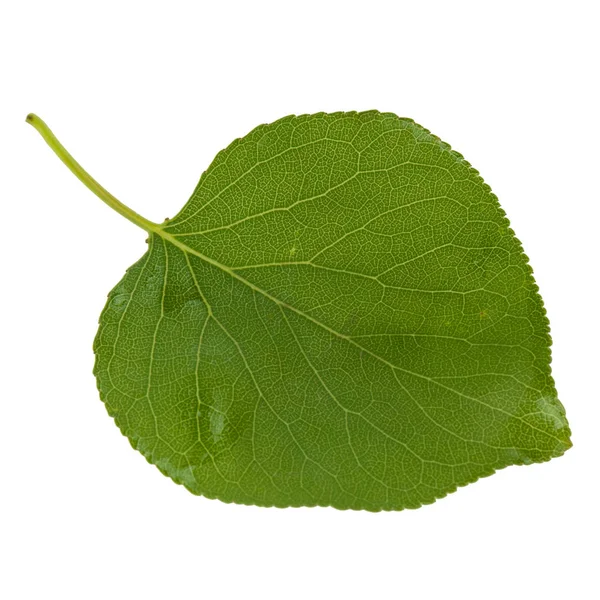 beyaz arka plan üzerinde izole yeşil kayısı yaprağı, yakın çekim   