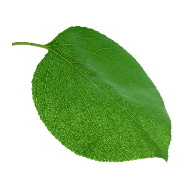 beyaz arka plan üzerinde izole yeşil kayısı yaprağı, yakın çekim   