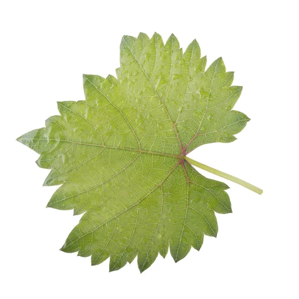 Olgun üzüm yakın çekim 