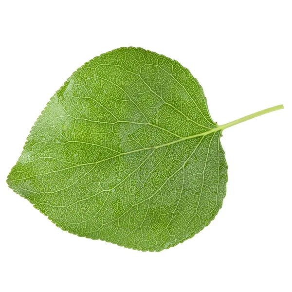 beyaz arka plan üzerinde izole yeşil kayısı yaprağı, yakın çekim   