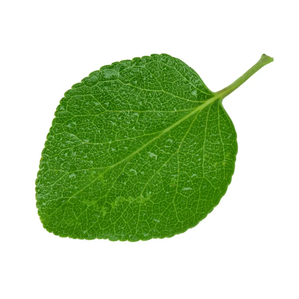Zielone Liść Moreli Białym Tle Zbliżenie — Zdjęcie stockowe