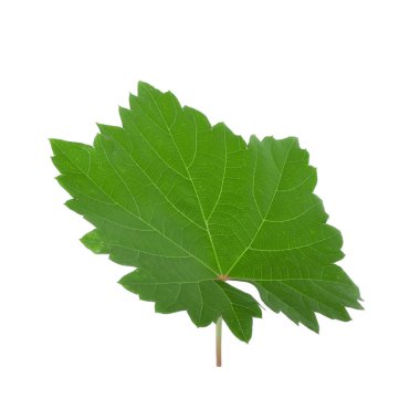 Arka planda yeşil yaprak, yakın