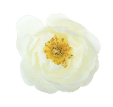 beyaz arka plan üzerinde izole güzel aromatik gül, yakın çekim 