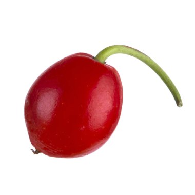 convallaria majalis yakın 