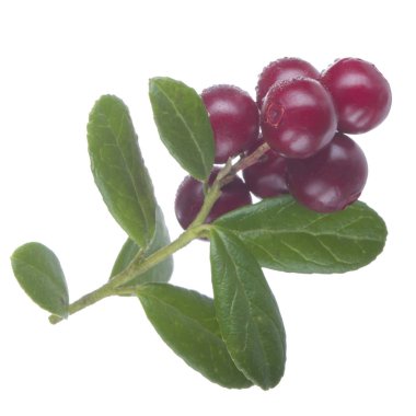 beyaz arka plan üzerinde izole olgun cowberries, yakın çekim  
