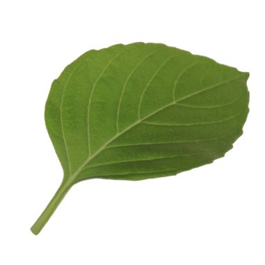 beyaz arka plan üzerinde izole aromatik fesleğen yaprağı, yakın çekim 