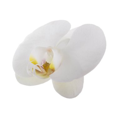 güzel beyaz orkide çiçek, yakın görünümü  
