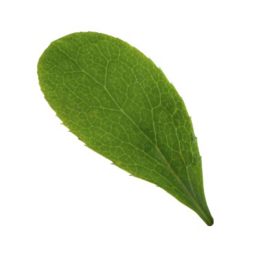 beyaz arka plan üzerinde izole böğürtlen yaprağı, yakın çekim 