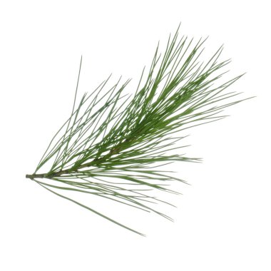 beyaz arka plan üzerinde izole sedir dalı, yakın çekim 