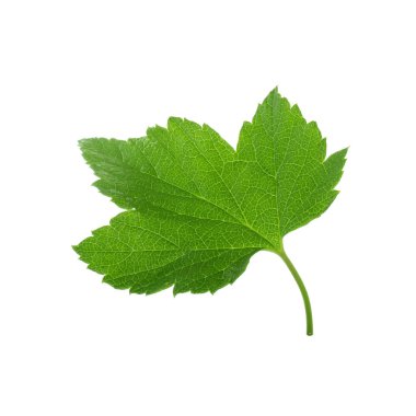 Beyaz arkaplanda üzüm yaprağı izole edildi