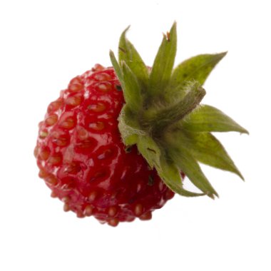 yabani çilek yakın çekim 