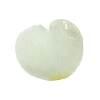 beyaz arka plan üzerinde izole beyaz gül yaprağı, yakın çekim