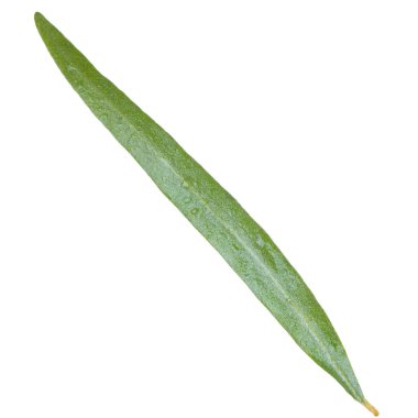 Arka planda yeşil yaprak, yakın