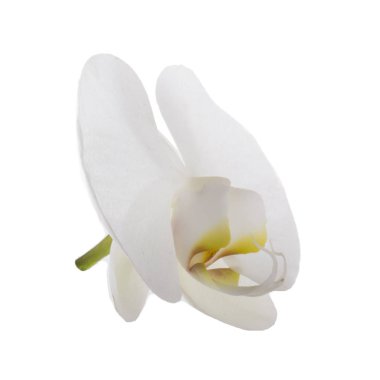 güzel beyaz orkide çiçek, yakın görünümü  