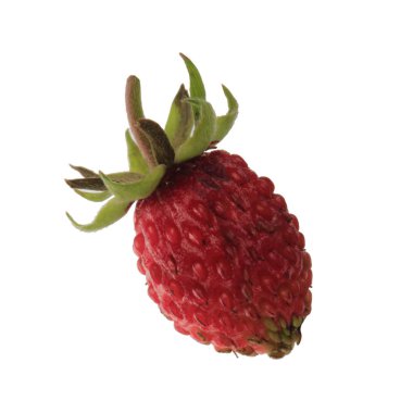 yabani çilek yakın çekim 