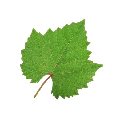 Olgun üzüm yakın çekim 