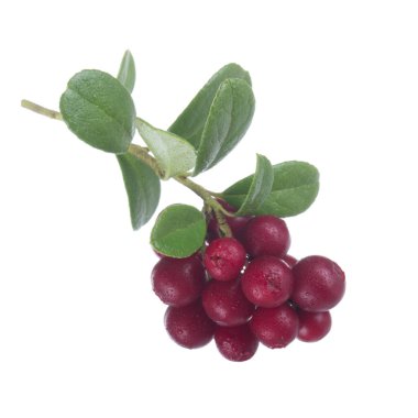 beyaz arka plan üzerinde izole olgun cowberries, yakın çekim  