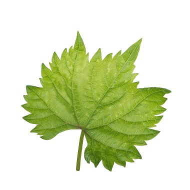 Olgun üzüm yakın çekim 