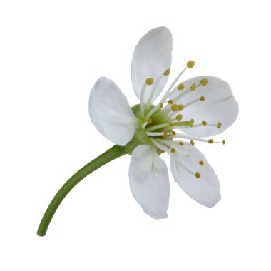 beyaz kiraz çiçeği beyaz arka plan üzerinde izole 