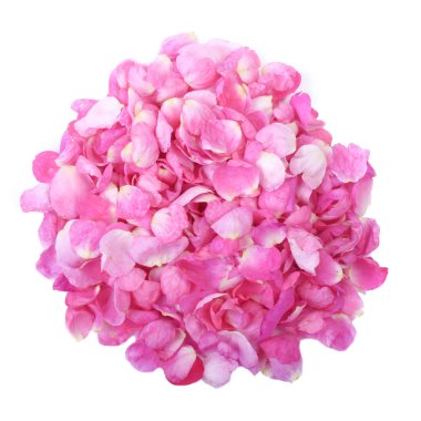  arka planda taze gül, yakın