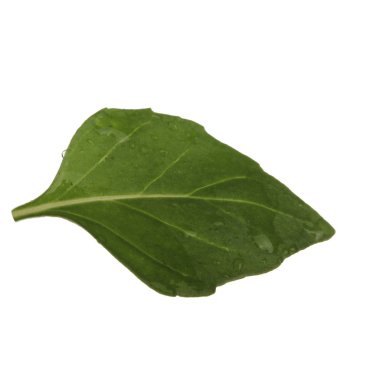 beyaz arka plan üzerinde izole aromatik fesleğen yaprağı, yakın çekim 