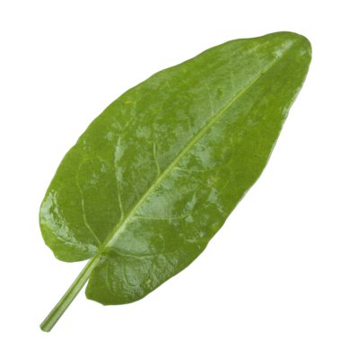 yemyeşil yaprak, beyaz arka plan üzerinde izole