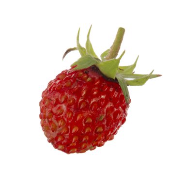 yabani çilek yakın çekim 